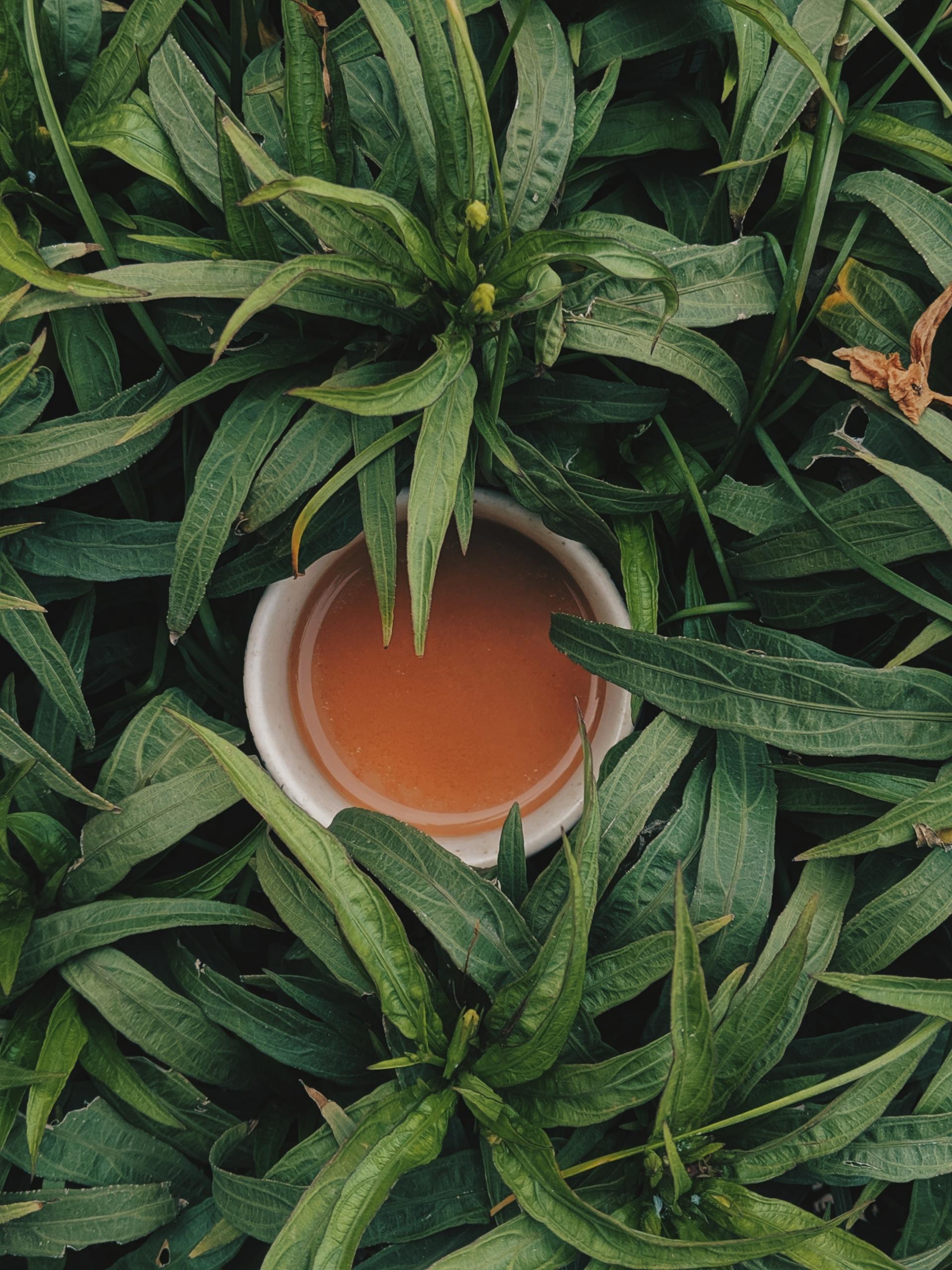 Teetasse-in-Pflanzen